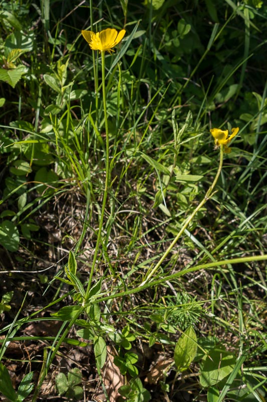 Ranunculus lanuginosus